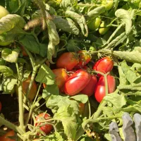 گوجه|خوردنی و آشامیدنی|کرمانشاه, |دیوار