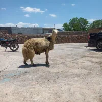 بره قوچ
