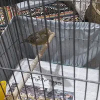 ماده قناری سبز آماده