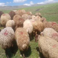 گوسفند داشتی