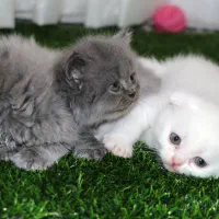 گربه نژاد دار