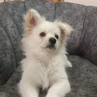 پامر ۴ماهه|سگ|اصفهان, سیچان|دیوار