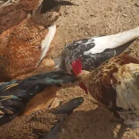 نروماده بی نظیر کشیده اسپورت