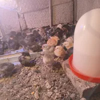 جوجه یک روزه|حیوانات مزرعه|جیرفت, |دیوار