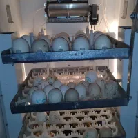 دستگاه جوجه کشی، شراکتی