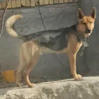 ژرمن|سگ|اراک, |دیوار