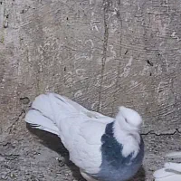 طوقی کبود|پرنده|قزوین, |دیوار