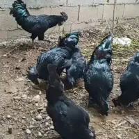 تخم مرغ ایام سمانی|حیوانات مزرعه|کرمان, |دیوار