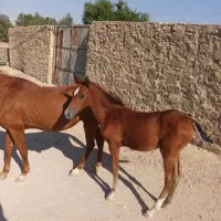 مادیون و کره عرب دم گیر