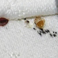سم‌ پاشی ساس وسمپاشی حشرات