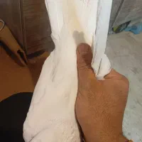 کفتر یا کبوتر|حیوانات|آبیک, |دیوار