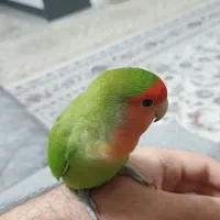 طوطی کوتوله برزیلی دستی ( Rosy-faced lovebird)