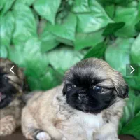 پکنیز امپریال تبی