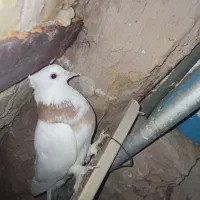 کفتر|پرنده|بردسکن, |دیوار