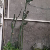 گل طبیعی|گل و گیاه طبیعی|سرپل ذهاب, |دیوار