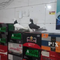 دوتا نر تهرانی