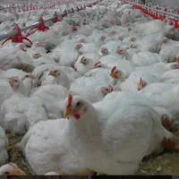 فروش معاوضه اجاره مرغداری50هزاری تمام اتومات