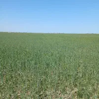 شراکت در کشت