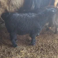 بزغاله..علف خور|حیوانات مزرعه|دزفول, |دیوار