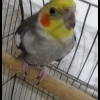 عروس هلندی نر