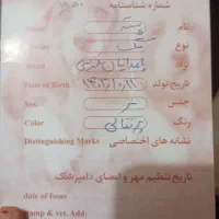 توله پامرانین خرسی.