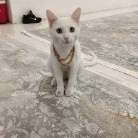 گربه سفیدزیبا|گربه|کاشمر, |دیوار