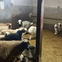 فروش 4جفت گوسفندباسه تابره|حیوانات مزرعه|روانسر, |دیوار