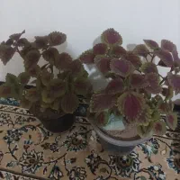 گل طبیعی حس یوسف
