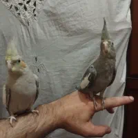 جوجه عروس هلندی سالم بشرت نر و ماده|پرنده|قم, شهدا|دیوار
