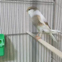 قناری گلستر کاکلی ماده