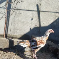 لاری 7ماهه از بهترین نژاد