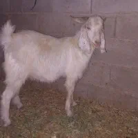 فروش کهره وبره سبک درارزوئیه