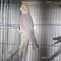 طوطی عروس بالغ وجفت|پرنده|بهبهان, |دیوار