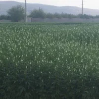 زمین کشاورزی