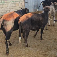 گوساله ماده چاق کشتاری|حیوانات مزرعه|کوهدشت, |دیوار