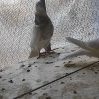 کفتر طوقی شکلاتی نر|پرنده|اردکان, |دیوار