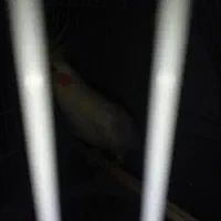 پرنده|پرنده|مشهد, شهید بصیر|دیوار