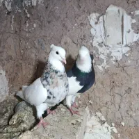 چند تاکبوتر|پرنده|نیشابور, فضل|دیوار