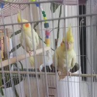 عروس هلندی ماده|پرنده|اهواز, کیانشهر|دیوار