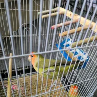 طوطی برزیلی|پرنده|شیراز, شهرک مهدیه|دیوار