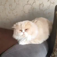 همخونه میپذیرم