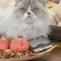 ماده نژاد رِگدال ،۳ساله