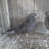 کبوتر|پرنده|میانه, |دیوار