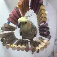 عروس هلندی ماده تخم گذار