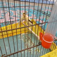 دوتا قناری مست اماده ماده