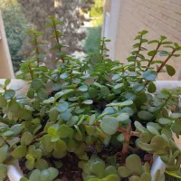 گل و گیاه طبیعی|گل و گیاه طبیعی|جم, |دیوار