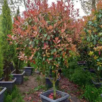 گلستان کاج وگل مهندس رحمانی|خدمات باغبانی و درختکاری|مشهد, امیریه|دیوار