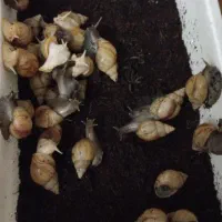 حلزون اچاچیا