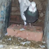 کفتر رنگه|پرنده|بیرجند, |دیوار