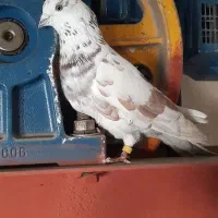 کفترنرقلمکار گرفتنی